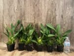 Double Spikes Oncidium Eye Candy 'Pinkie' (3.5” pot) - Image 2