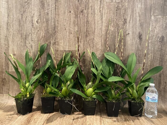 Double Spikes Oncidium Eye Candy 'Pinkie' (3.5” pot) - Image 2