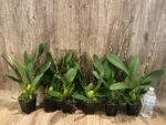 Double Spikes Oncidium Eye Candy 'Pinkie' (3.5” pot) - Image 3