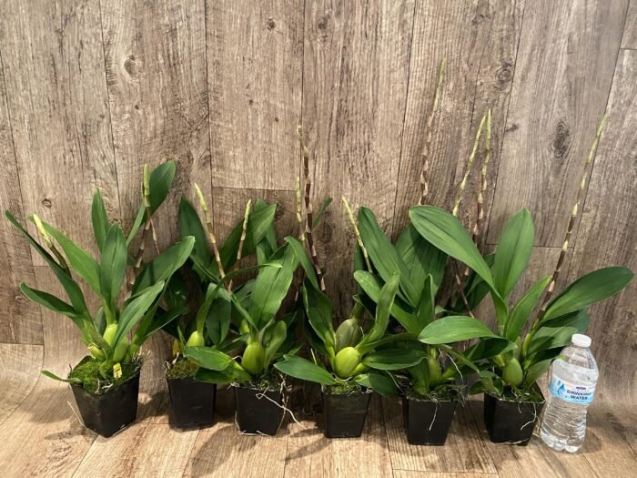 Double Spikes Oncidium Eye Candy 'Pinkie' (3.5” pot) - Image 3