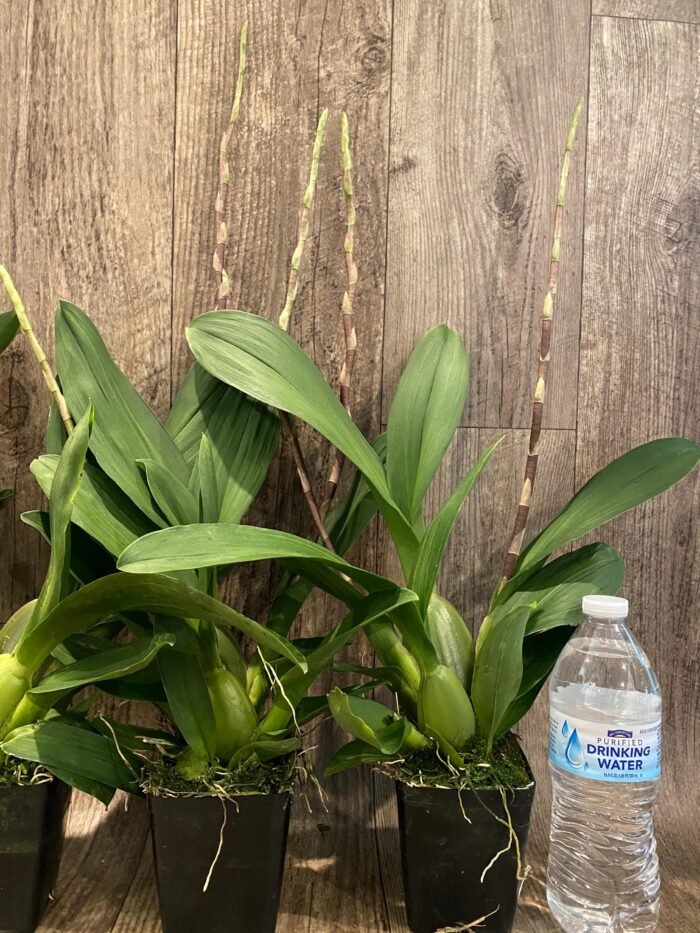 Double Spikes Oncidium Eye Candy 'Pinkie' (3.5” pot) - Image 4