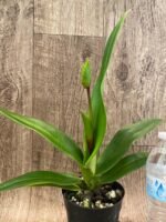 IN SPIKE - Phrag. Ula’ula (Eric Young ‘R.F’ × Haley Decker #1) (4.5" pot) - Image 2