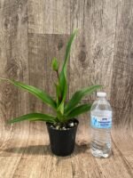 IN SPIKE - Phrag. Ula’ula (Eric Young ‘R.F’ × Haley Decker #1) (4.5" pot) - Image 4