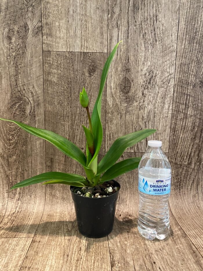 IN SPIKE  - Phrag. Ula’ula (Eric Young ‘R.F’ × Haley Decker #1) (4.5" pot) - Image 4
