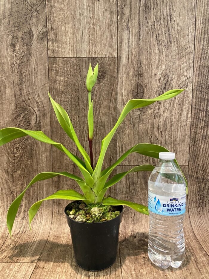 IN SPIKE Phragmipedium Quintal Bang x Twilight) (4" pot) - Image 2