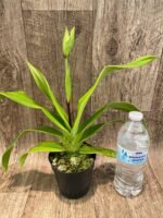 IN SPIKE Phragmipedium Quintal Bang x Twilight) (4" pot) - Image 3