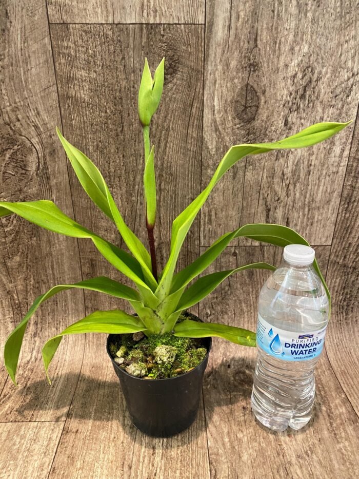 IN SPIKE Phragmipedium Quintal Bang x Twilight) (4" pot) - Image 3