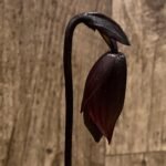 In Spike Paphiopedilum Lorraines Pride x wardil (3.5” pot)