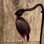 In Spike Paphiopedilum QF Ka'ehukal x All BlackEverything (3.5” pot)