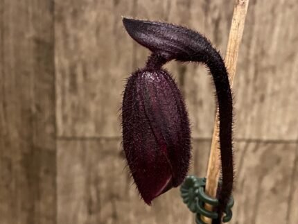 In Spike Paphiopedilum Satchel's Legend 'Haley Suzanne' x fairrieanum (3.5” pot)