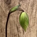 In Spike Paphiopedilum Johnny Shaw (3.5” pot)