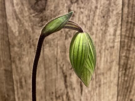 In Spike Paphiopedilum Johnny Shaw (3.5” pot)