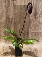 In Spike Paphiopedilum Hanabiko 'Gorilla' × Wood Wonder ‘Select’ (2.5” pot) - Image 2