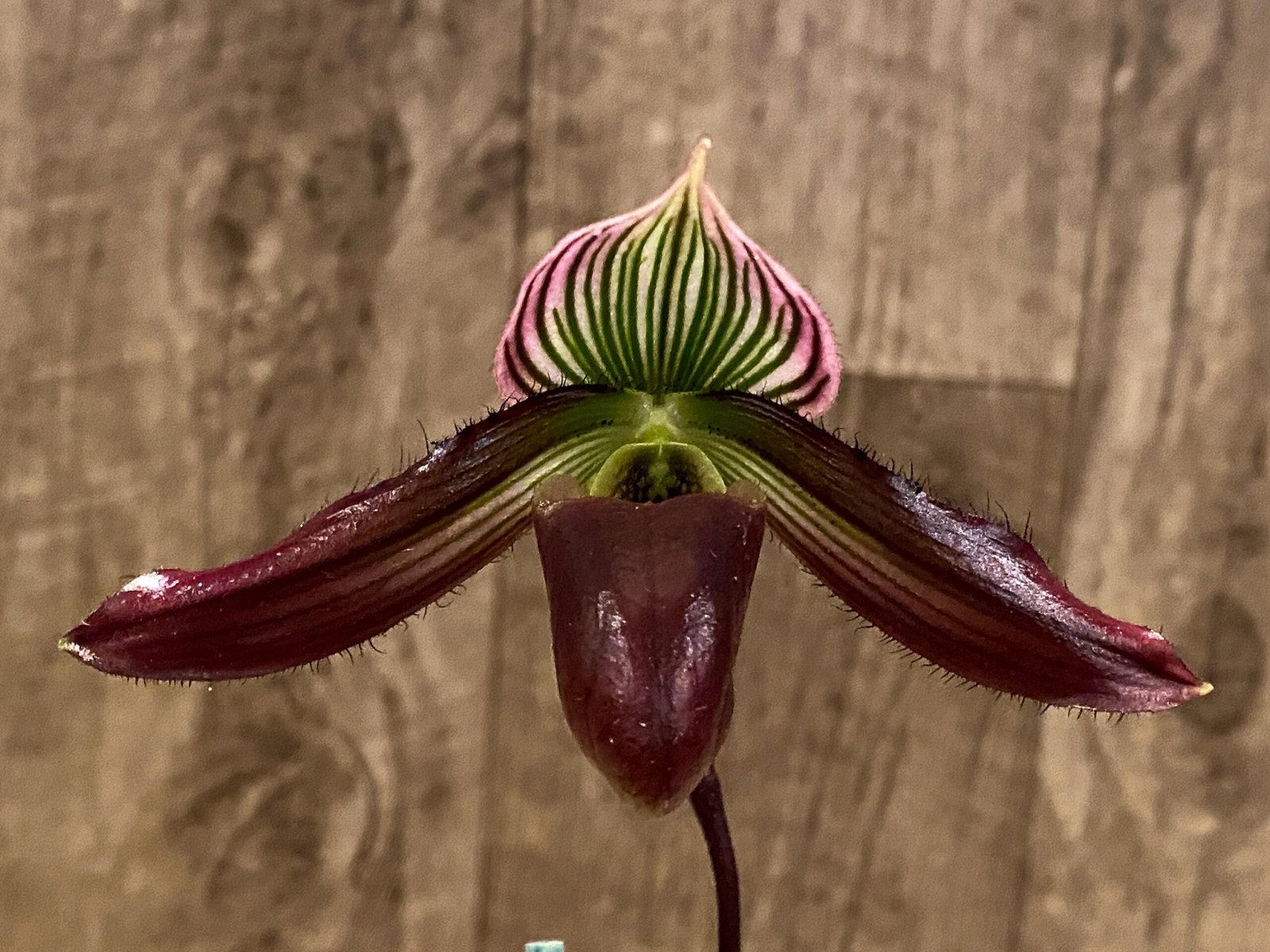il_fullxfull.6234536079_88cc.jpg In Spike Paphiopedilum Pleasantry (2.5” pot) - Image 1