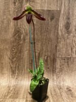 In Spike Paphiopedilum Pleasantry (2.5” pot) - Image 2