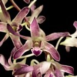 In Spike Dendrobium Blue Seas (3” pot)