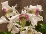 Multi Spikes Dendrobium Kyle Quintal (rhodostictum × Little Atro) (3.5” pot)