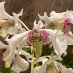 Multi Spikes Dendrobium Kyle Quintal (rhodostictum × Little Atro) (3.5” pot)