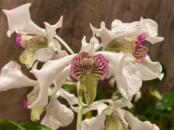 Multi Spikes Dendrobium Kyle Quintal (rhodostictum × Little Atro) (3.5” pot) - Image 1
