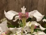 Multi Spikes Dendrobium Kyle Quintal (rhodostictum × Little Atro) (3.5” pot) - Image 2