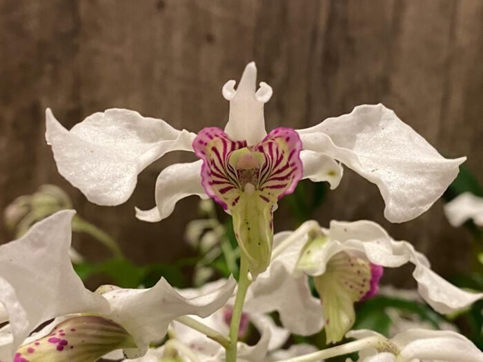 Multi Spikes Dendrobium Kyle Quintal (rhodostictum × Little Atro) (3.5” pot) - Image 2