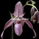 Paph. Delenatii × Kolopakingii var. Topperi ‘Crown’ Double Growths (4.5” Pot)