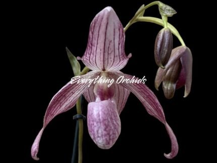 Paph. Delenatii × Kolopakingii var. Topperi ‘Crown’ Double Growths (4.5” Pot)