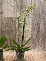 Multi Spikes Phalaenopsis I-Hsin Berry Cutie (3.5” Pot) - Image 8