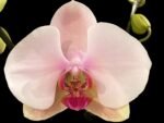 Double Spike Phalaenopsis I-Hsin Dreamland (4.5" pot)
