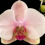 Double Spike Phalaenopsis I-Hsin Dreamland (4.5" pot)