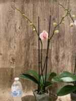 Double Spike Phalaenopsis I-Hsin Dreamland (4.5" pot) - Image 6