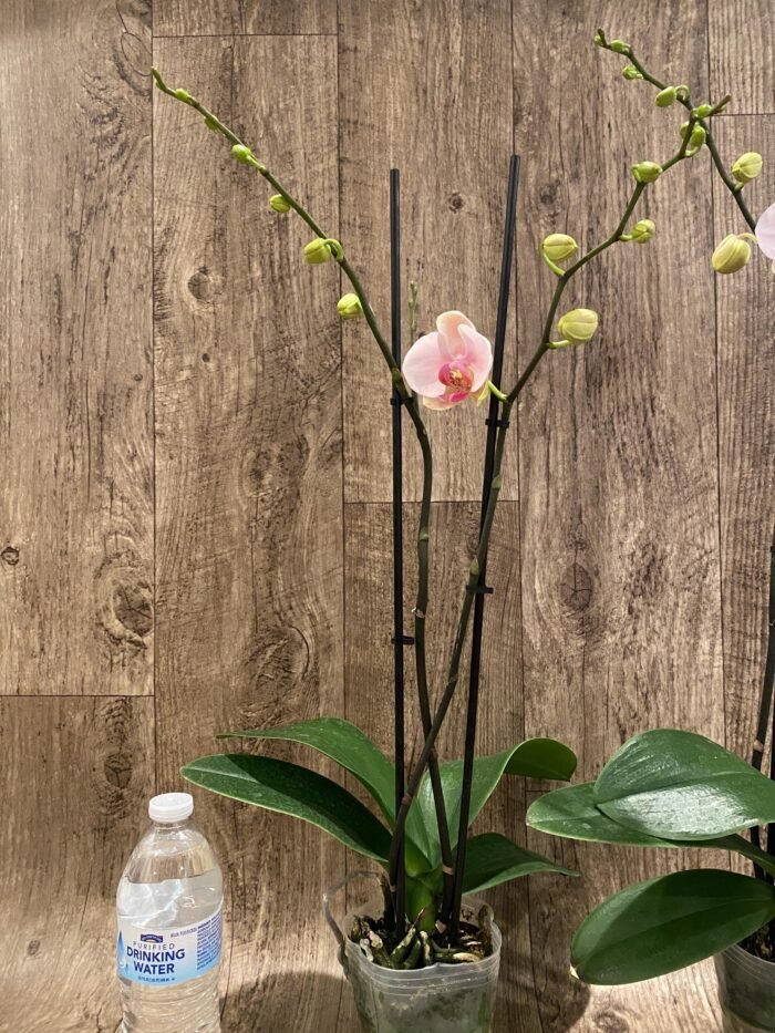 Double Spike Phalaenopsis I-Hsin Dreamland (4.5" pot) - Image 6