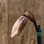 In Spike Paphiopedilum Charlesworthii (Piao Shiang Beauty × Sib) x (Chou-yi Citron x Chou-yi Apple) 'Light Color' (2” pot)