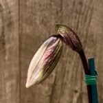 In Spike Paphiopedilum Charlesworthii (Piao Shiang Beauty × Sib) x (Chou-yi Citron x Chou-yi Apple) 'Light Color' (3.5” pot)