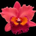 Cattleya RIc. Chaweewan Sunset (3.5” Pot)