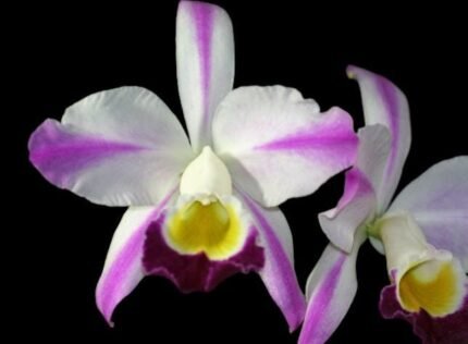 Cattleya eldorado semi-alba flamea ‘Fairy’ Fragrant (5” pot)