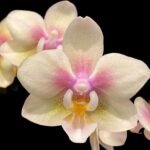 Fragrant Double Spikes Phalaenopsis Long Pride Leah Mottled Leaves (3" pot)