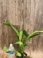 In Spike Arthurara Sea Snake ‘Unforgettable’ (3.5” pot) - Image 8