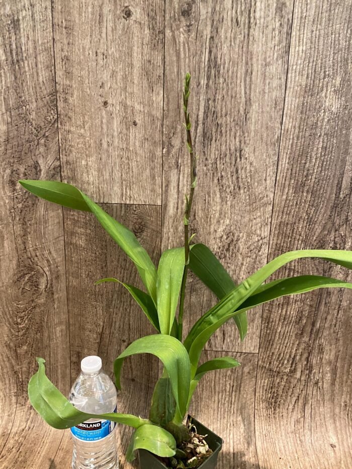 In Spike Arthurara Sea Snake ‘Unforgettable’ (3.5” pot) - Image 8