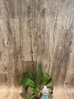 Double Tall Spikes Odontocidium Wildcat ‘Golden Red Star’ (3.5” Pot) - Image 6