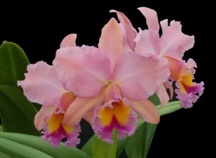 In Sheath Blc. George King 'Serendipity’ (3.5 pot)