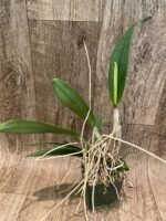 In Sheath Lc. Purple Cascade 'Sweet Beauty' (3.5” Pot) - Image 4