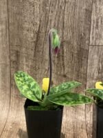 In Spike/ Bud Paph. appletonianum x sib ‘Fox Valley’ AM/AOS (2” Pot) - Image 5