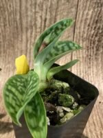 In Spike/ Bud Paph. appletonianum x sib ‘Fox Valley’ AM/AOS (2” Pot) - Image 8