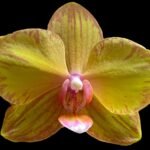 In Spike Phalaenopsis Jiuhbao Queen Diamond (4.5" pot)