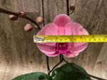 Triple Spikes Phalaenopsis Ben Yu Coral Lady (4.5" pot) - Image 4