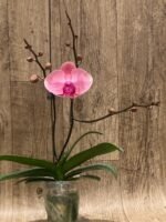 Triple Spikes Phalaenopsis Ben Yu Coral Lady (4.5" pot) - Image 6