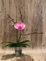 Triple Spikes Phalaenopsis Ben Yu Coral Lady (4.5" pot) - Image 8