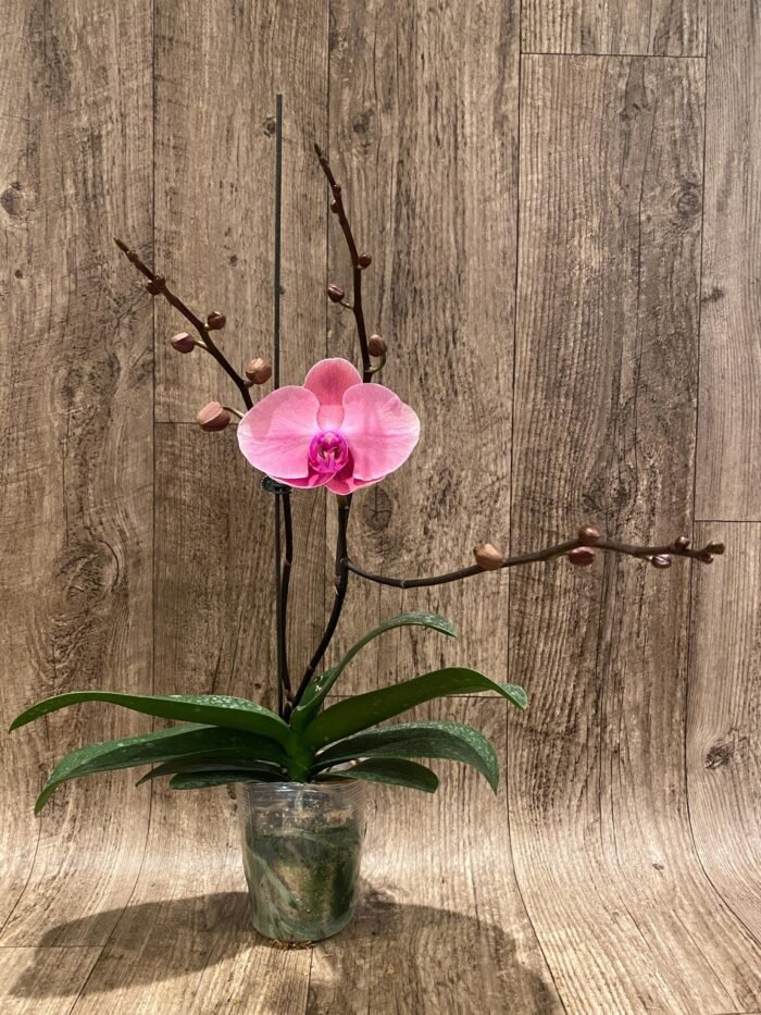 Triple Spikes Phalaenopsis Ben Yu Coral Lady (4.5" pot) - Image 8