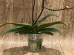 Triple Spikes Phalaenopsis Ben Yu Coral Lady (4.5" pot) - Image 9